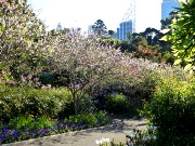 547  Royal Botanic Garden.JPG